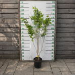 Heptakodium jasmínovité (Heptacodium miconioides) - výška 110-140 cm, kont. C10L